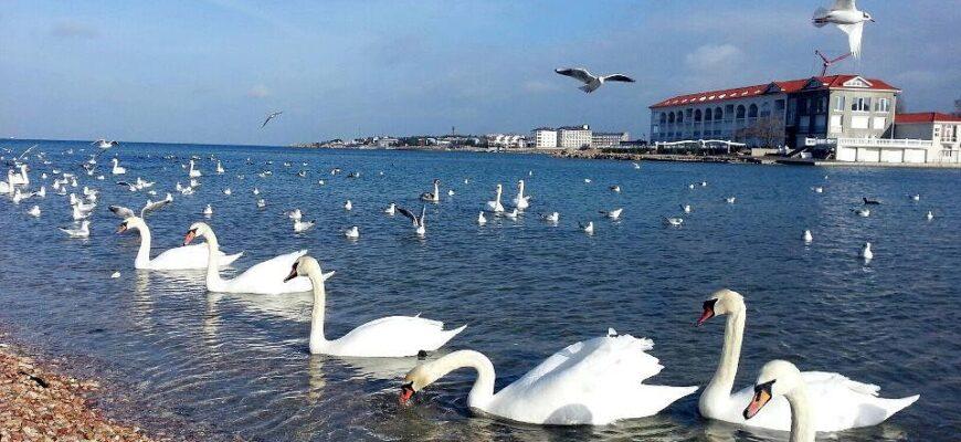 В Крым прилетели белые лебеди