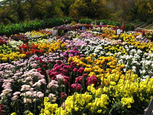 Никитский ботанический сад — зеленая жемчужина Крыма