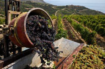 Виноделы Крыма обсуждают законопроект о винном туризме