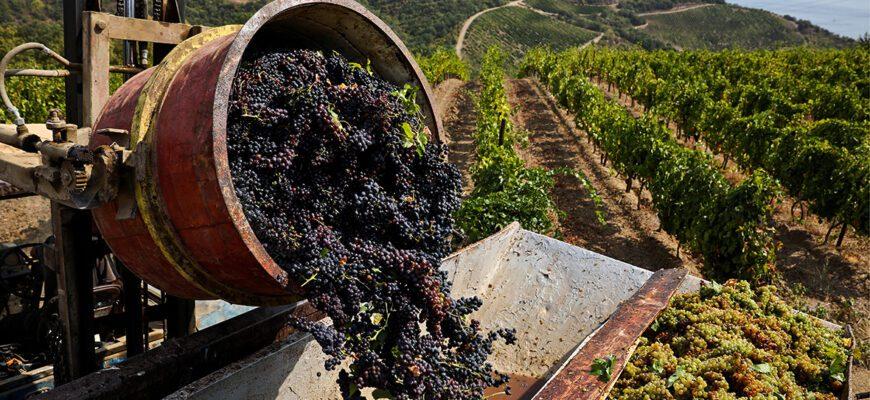 Виноделы Крыма обсуждают законопроект о винном туризме