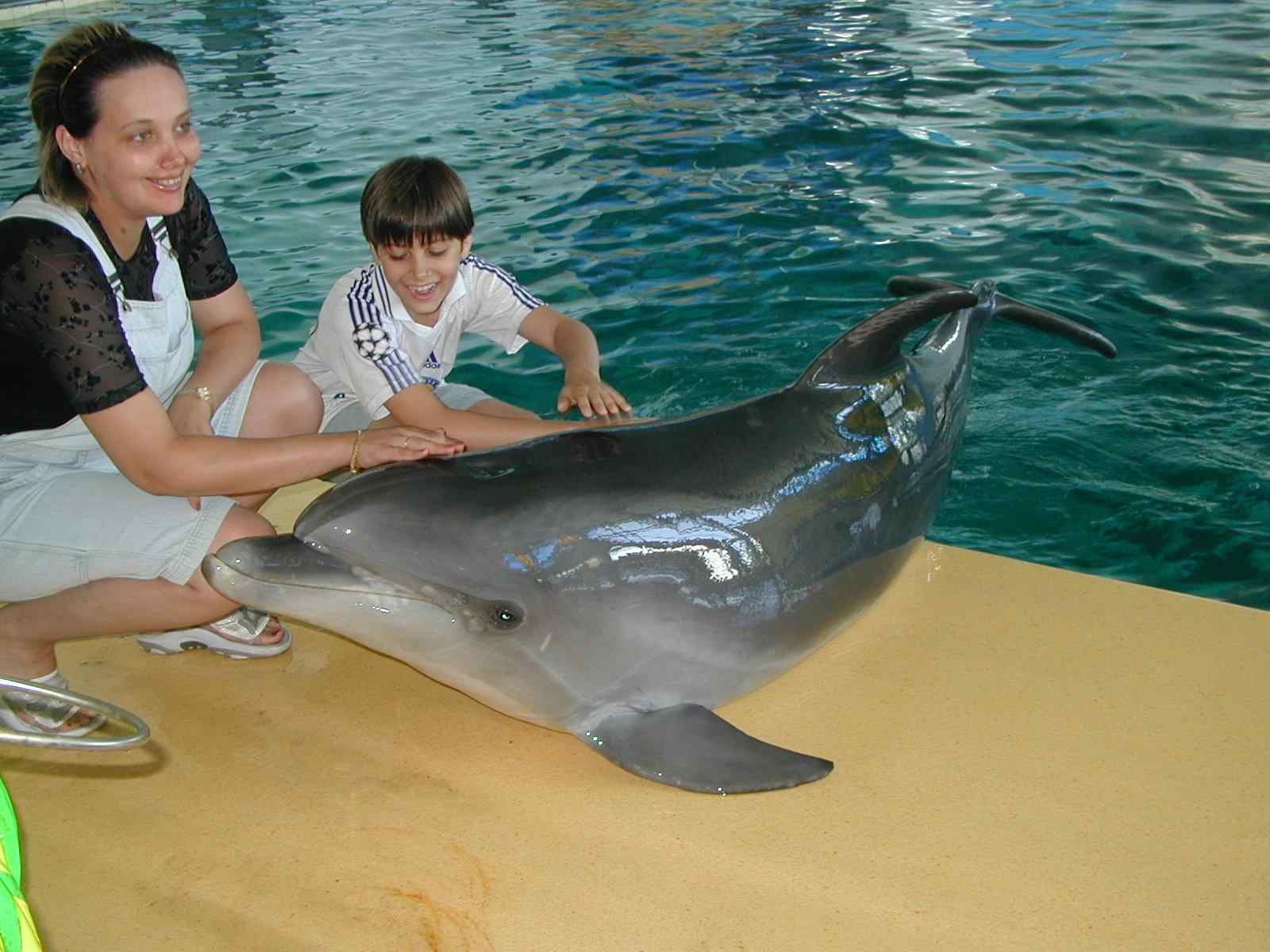 Фото дельфина