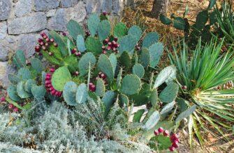 В Никитском ботаническом саду идёт сезон цветения кактусов