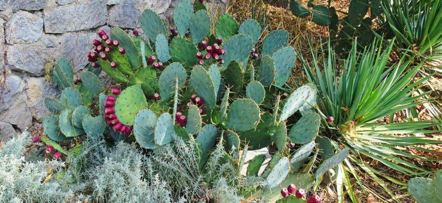 В Никитском ботаническом саду идёт сезон цветения кактусов