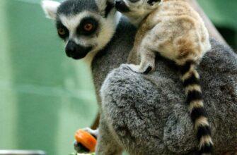 Кошачьи лемуры